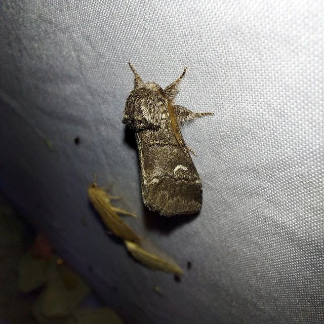 Drymonia querna - tölgyfa-púposszövő