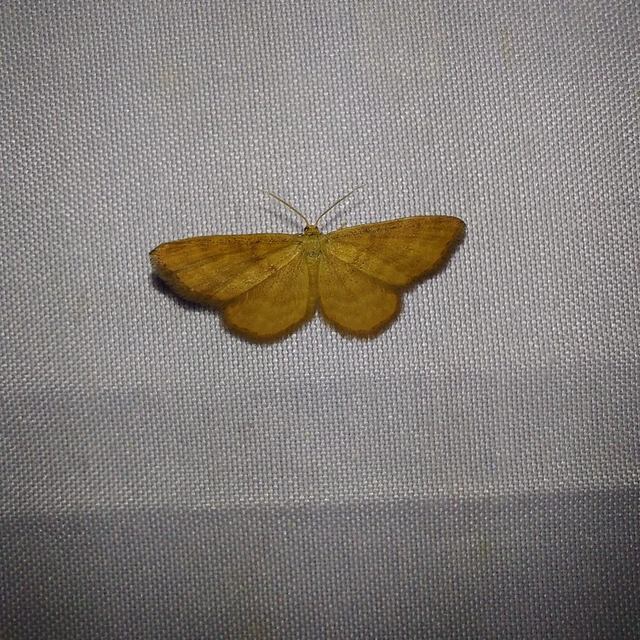 Idaea serpentata - kis sávosaraszoló