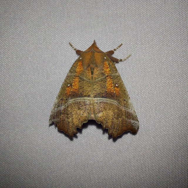 Scoliopteryx libatrix - vörös csipkésbagoly