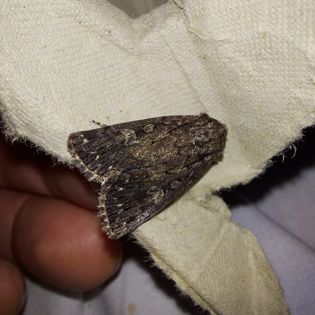 Dichagyris nigrescens - sötét földibagoly