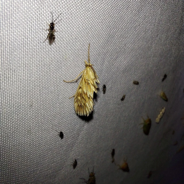 Cynaeda dentalis - gyakori ciframoly