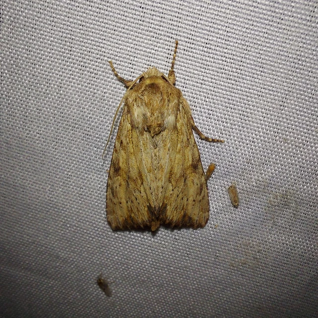 Apamea sublustris - sárgás dudvabagoly