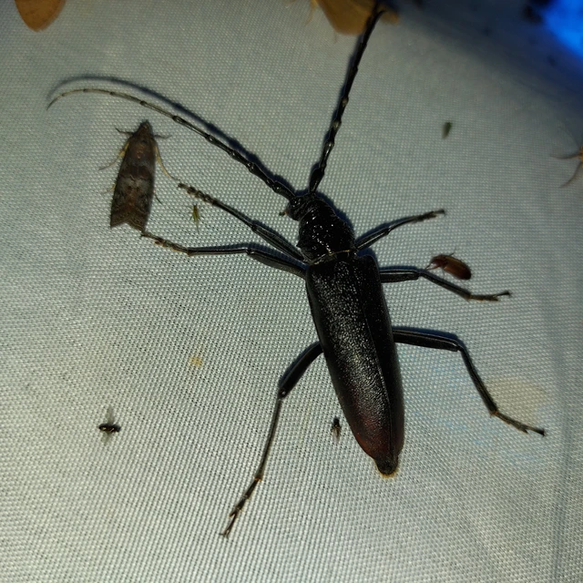 Cerambyx cerdo - nagy hőscincér