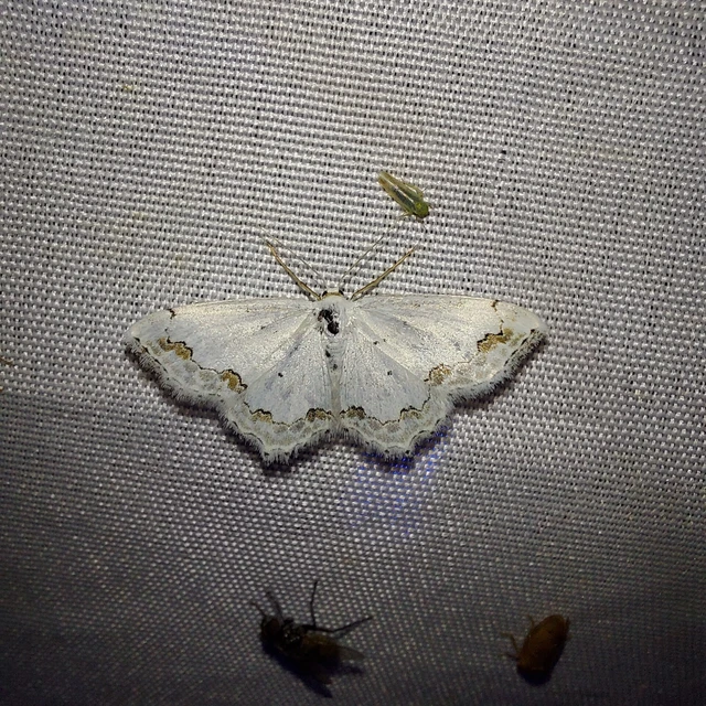 Scopula ornata - díszes fehéraraszoló
