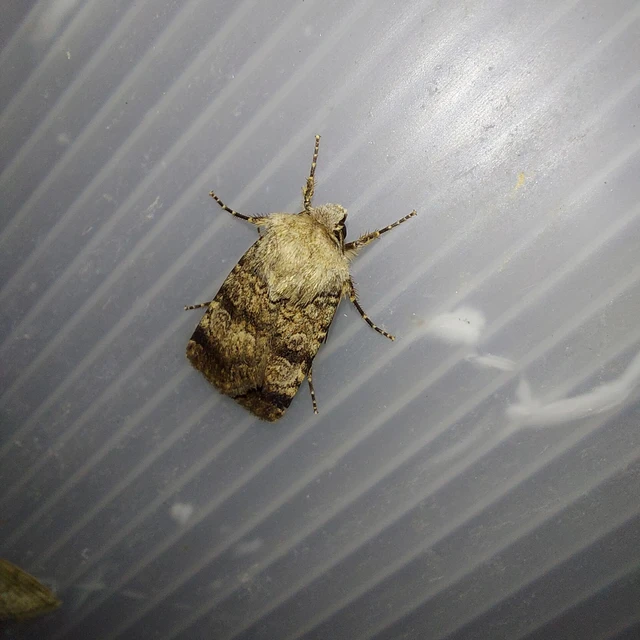 Chersotis fimbriola - csillogó földibagoly