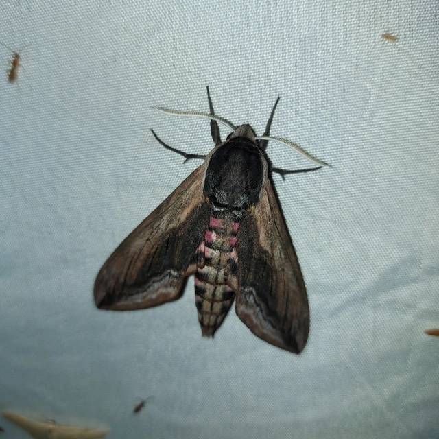 Sphinx ligustri - fagyalszender