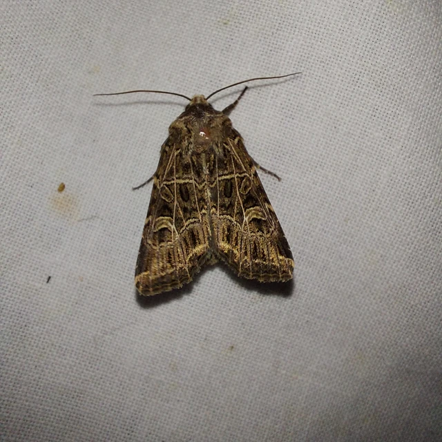 Heliophobus reticulata - fehéreres kertibagoly