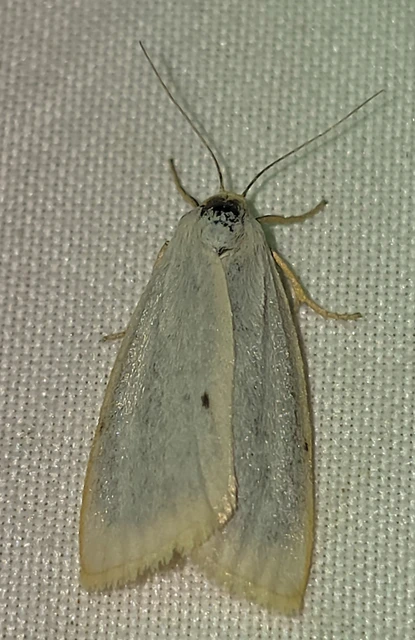 Cybosia mesomella - csontszínű molyszövő
