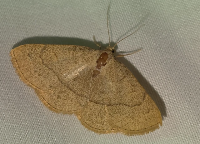 Paracolax tristalis - sárgás karcsúbagoly