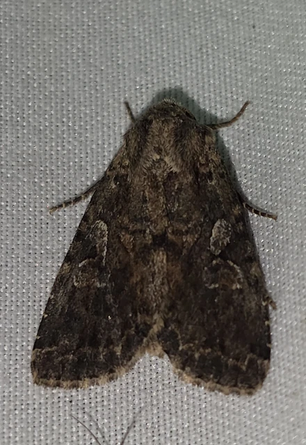 Apterogenum ypsillon - ipszilon-erdeibagoly