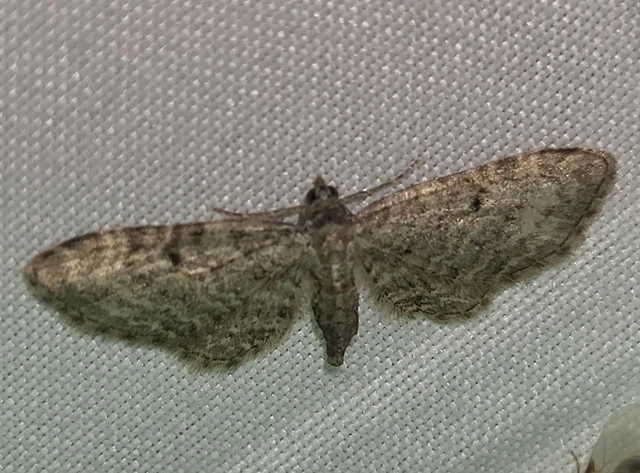 Eupithecia