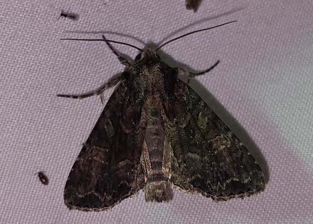 Apamea remissa - erdei dudvabagoly