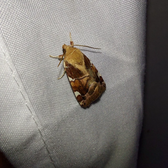 Cosmia diffinis - szilfa-lombbagoly