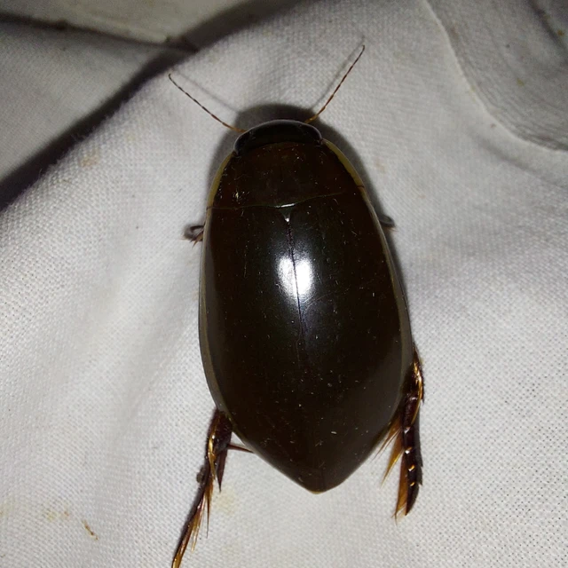 Dytiscidae - csíkbogárfélék