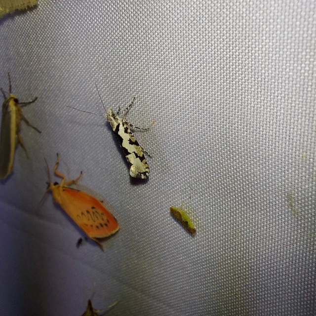Ypsolopha sequella - ligeti tarkamoly
