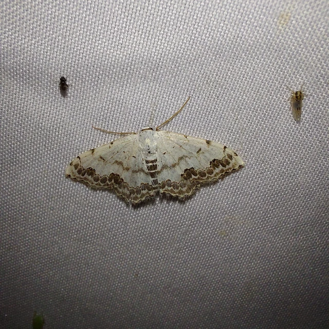 Scopula decorata - tarka fehéraraszoló