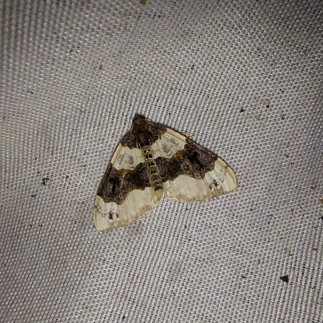 Cosmorhoe ocellata - szemes galajaraszoló