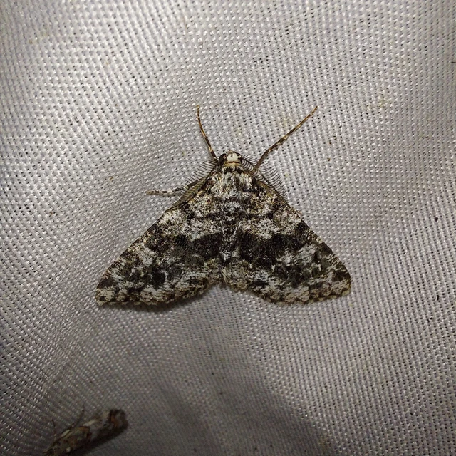Fagivorina arenaria - bükkfaaraszoló