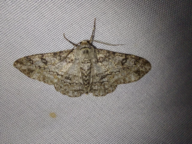 Ascotis selenaria - holdas faaraszoló