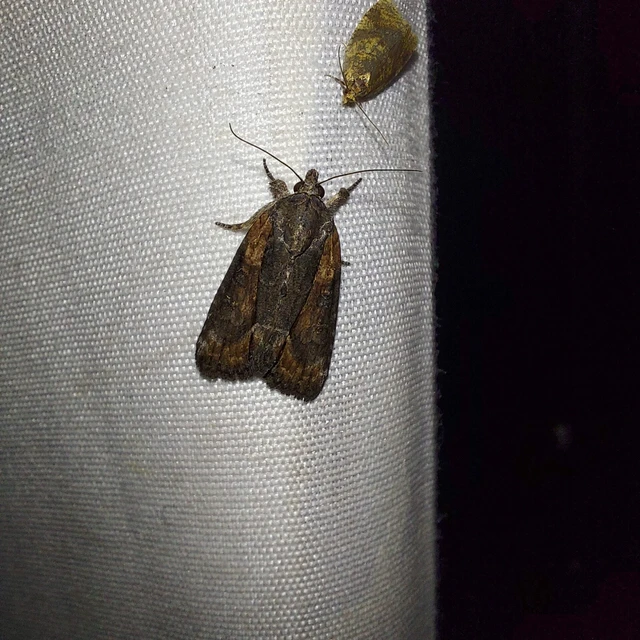 Bryophila raptricula/felina