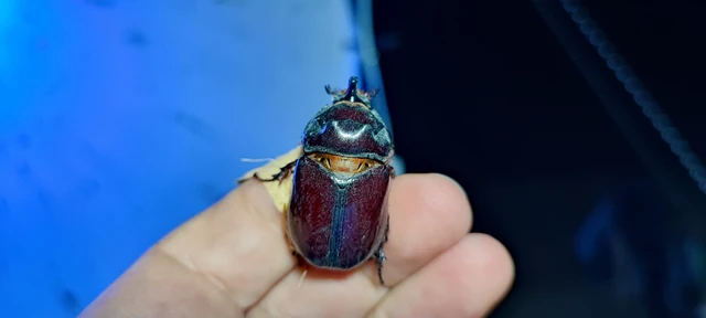 Oryctes nasicornis - orrszarvú bogár