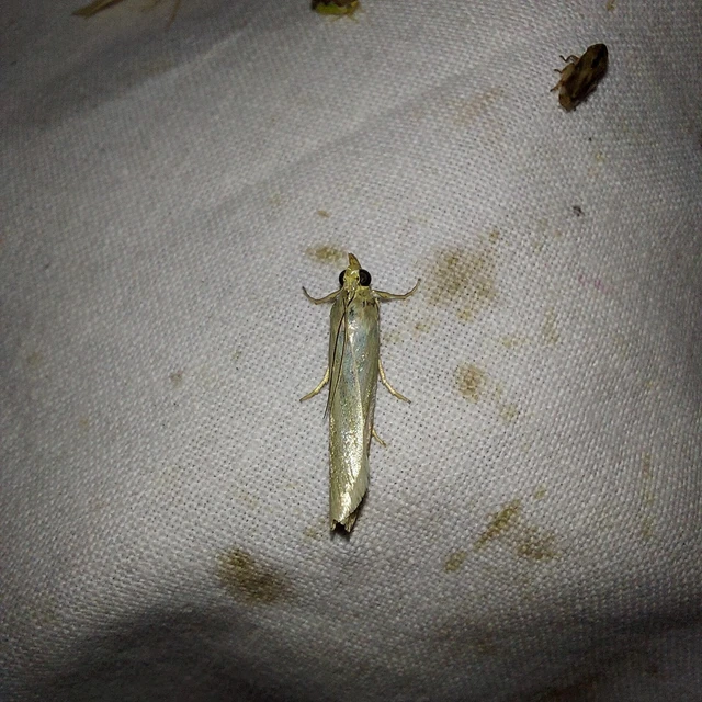 Selagia argyrella - ezüstös karcsúmoly