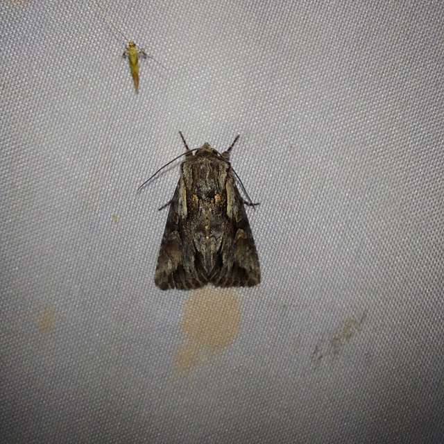 Chloantha hyperici - orbáncfű-sugarasbagoly