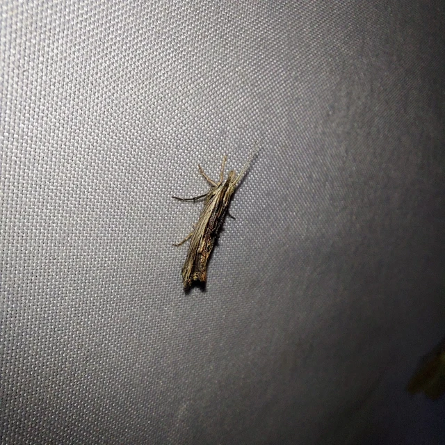 Ypsolopha scabrella - körtelevél-tarkamoly