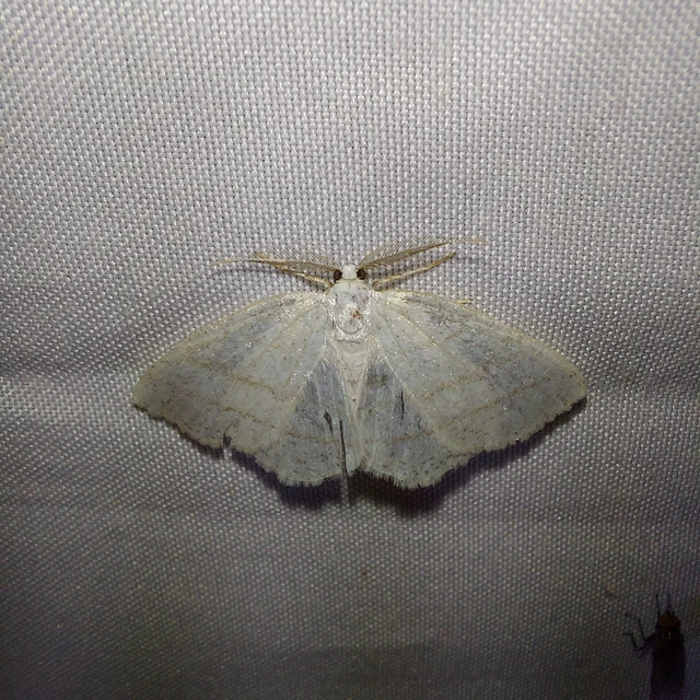 Cabera pusaria - fehér égeraraszoló