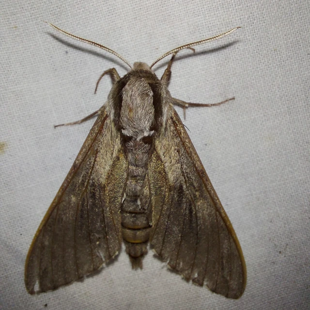 Hyloicus pinastri - fenyőszender