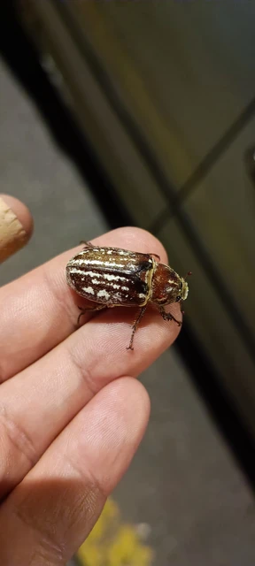 Anoxia orientalis - keleti cserebogár