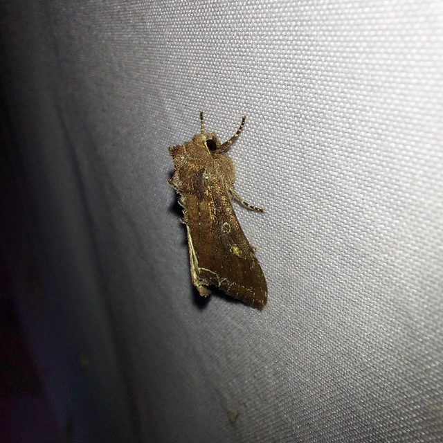 Lacanobia oleracea - saláta-kertibagoly