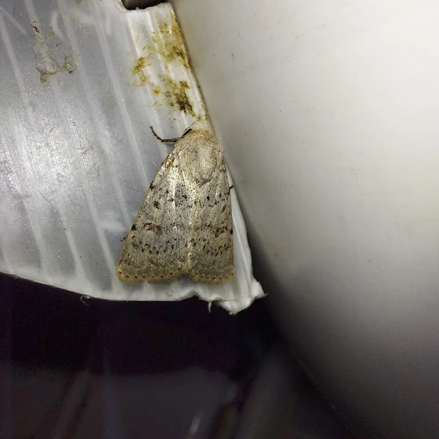 Hoplodrina respersa - bogáncs-selymesbagoly