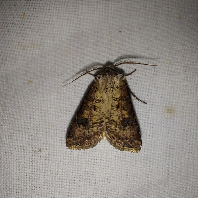 Agrotis clavis - zömök földibagoly