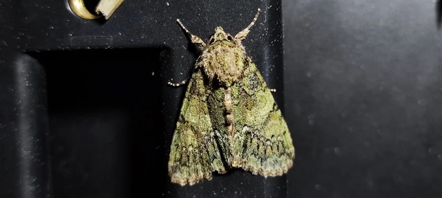 Polyphaenis sericata - selyemfényű erdeibagoly