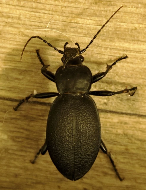 Carabus coriaceus - bőrfutrinka Carabus coriaceus - bőrfutrinka