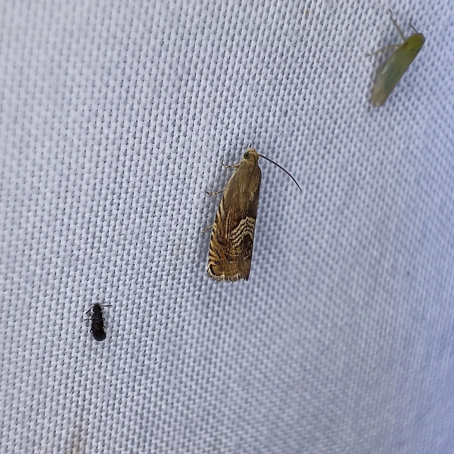 Grapholita delineana - kis kendermoly