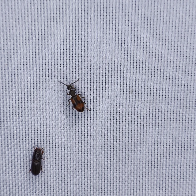 Anthicus antherinus - közönséges fürgebogár