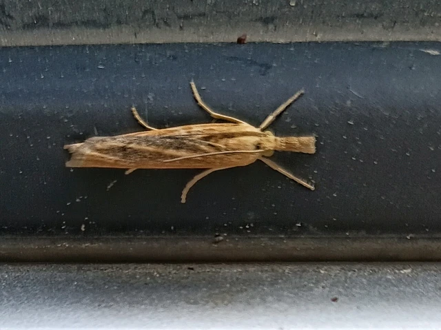 Microlepidoptera - Molylepkék
