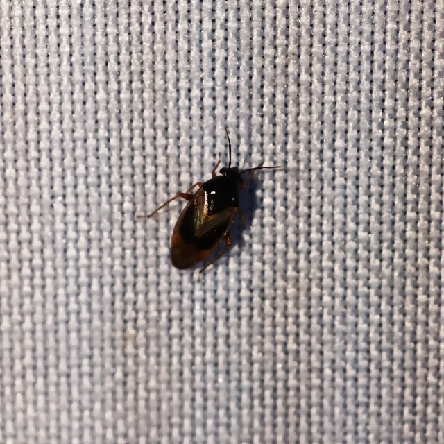 Salicarus roseri