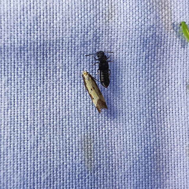Brachmia dimidiella - citromkocsord-lápimoly
