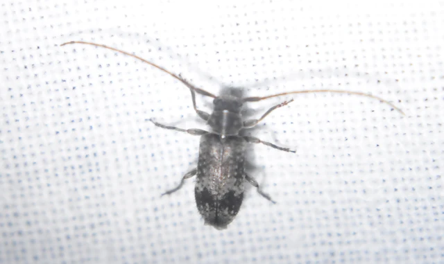 Exocentrus adspersus - tölgyfa-rőzsecincér