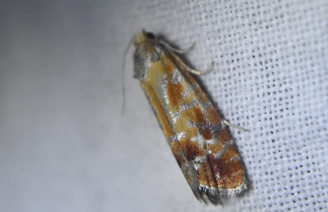 Rhyacionia