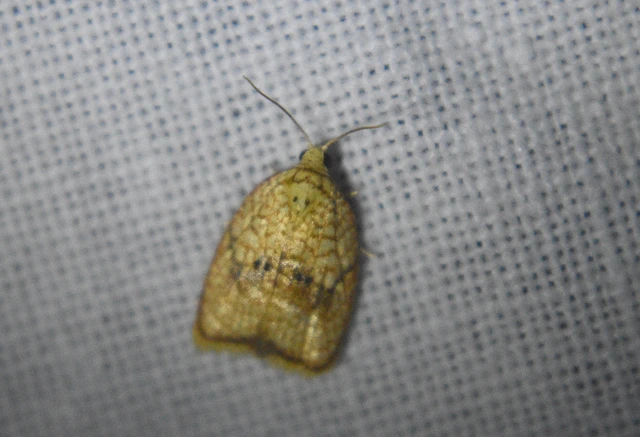 Acleris forsskaleana - juharos levélmoly