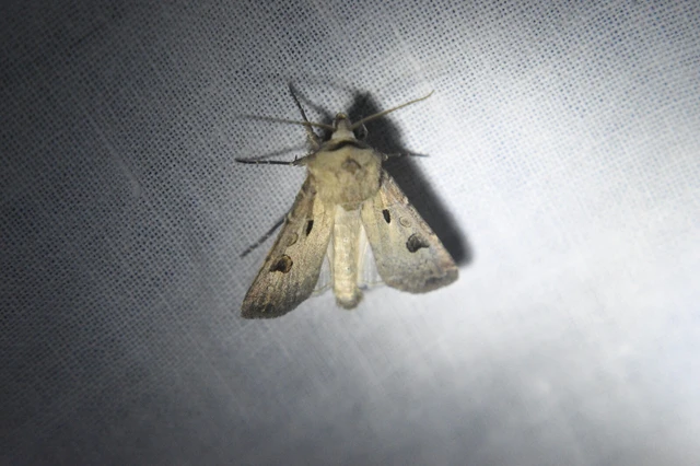 Agrotis exclamationis - felkiáltójeles földibagoly