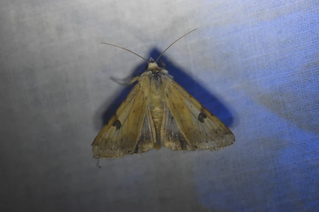 Heliothis peltigera - nagy veteménybagoly