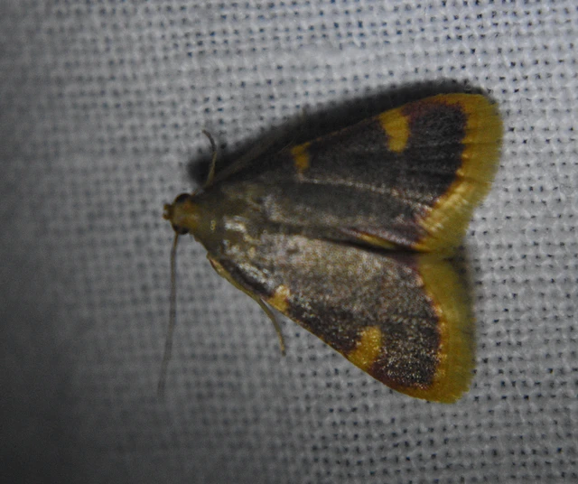 Hypsopygia costalis - szénailonca