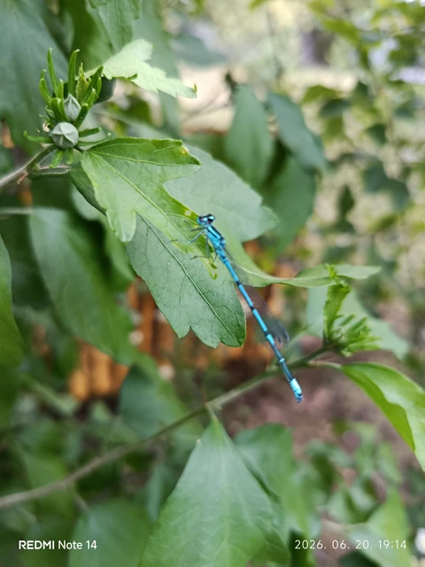 Coenagrion puella - azúrkék légivadász