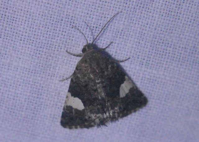 Tyta luctuosa - fekete nappalibagoly