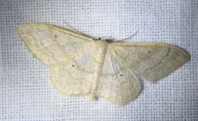 Idaea deversaria - egyszínű sávosaraszoló